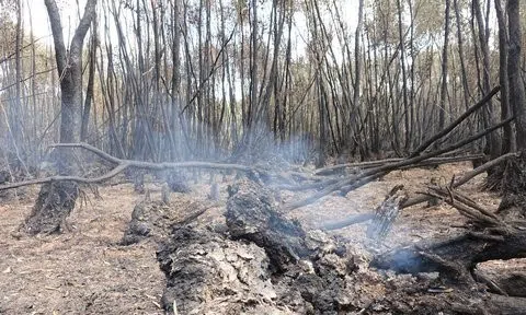 Cà Mau: Tiếp tục phòng cháy, chữa cháy rừng đợt cao điểm