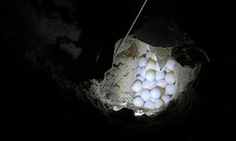 Phát hiện rùa xanh từ Malaysia đến Côn Đảo đẻ 108 trứng