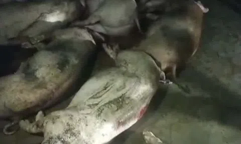 Nghệ An: Xót xa đàn lợn sắp xuất chuồng bị điện giật chết trong đêm