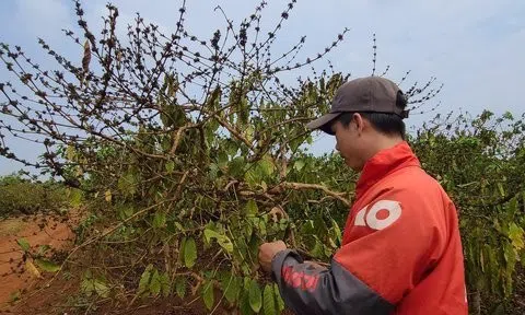 Đắk Lắk: Rệp sáp phát sinh, gây hại trên nhiều diện tích cà phê