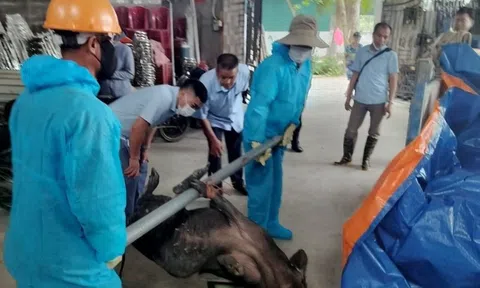 Quảng Ninh: Tiêu hủy 12 con lợn mắc dịch bệnh tả lợn châu Phi