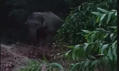 Đồng Nai: Cảnh báo tình trạng voi rừng vượt hàng rào điện
